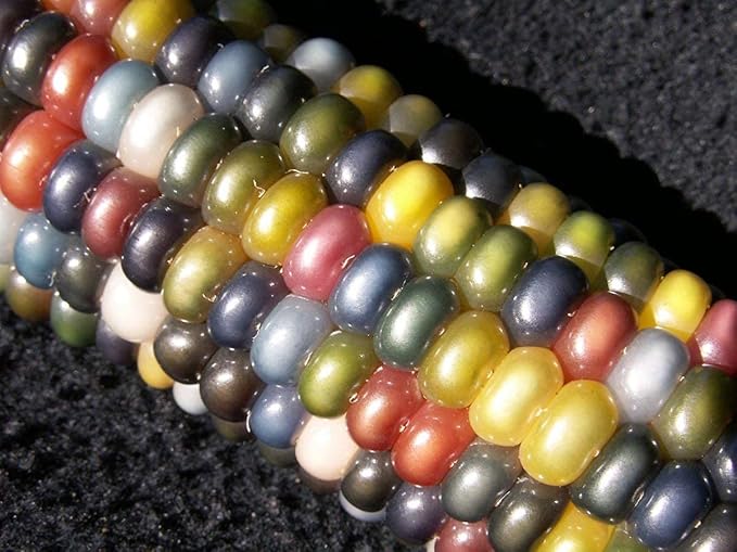 100 Glass Gem Corn Seeds Non-GMO Popcorn Delicious Jewel-Toned Glass-Like Kernels Grown in USA Rare Ornamental and Edible HARLEY SEEDS