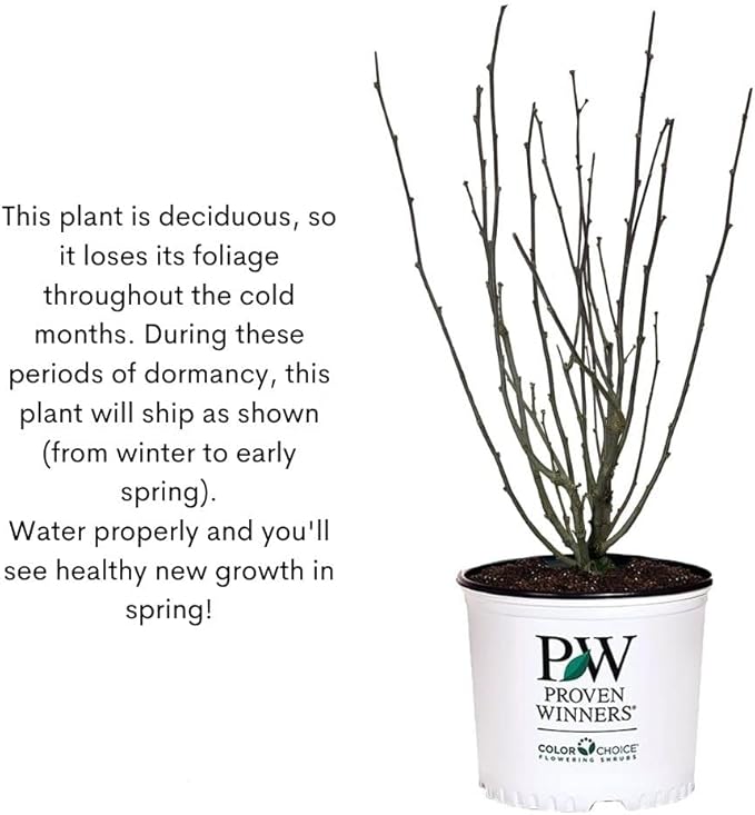 2 Gallon Proven Winners Paraplu 'Violet' Hibiscus