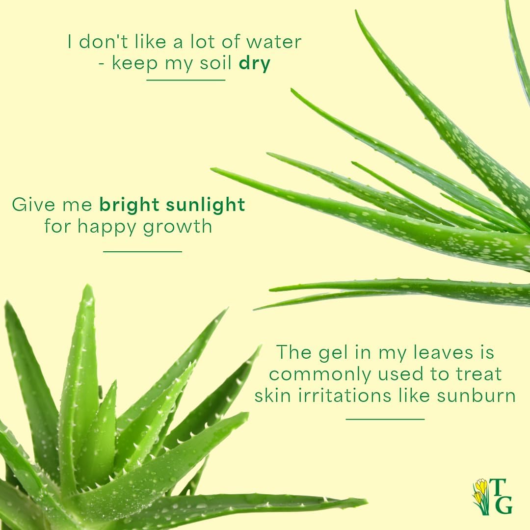 Thorsen's Greenhouse Aloe Vera, Live Indoor Plant, Aloe barbadensis, Easy to Grow, Succulent, Natural Air Purifier, 4" Diameter Pot (White)