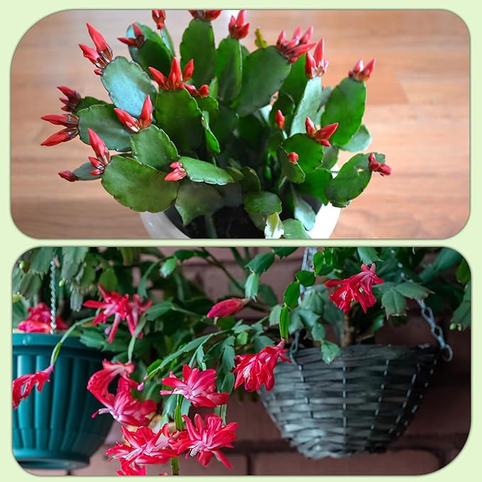 Christmas Cactus Potting Soil Mix 1qt, Ideal for Succulents, Christmas Cacti, and Other Indoor Potted Plantings