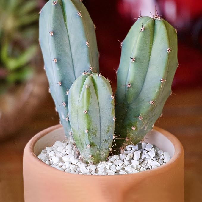 Halatool 10QT Perlite for Plants 3-6 mm Horticultural Organic Perlite Bulk for Gardening Natural Potting Soil Mix Additive for Indoor & Outdoor Planting