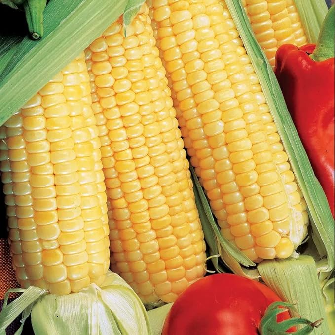Park Seed Variety of Corn Vegetable Seeds, Plant Seeds, Easy to Grow, Perfect for Harvesting, Sugar Buns Hybrid 2 Pack, Pack of 200