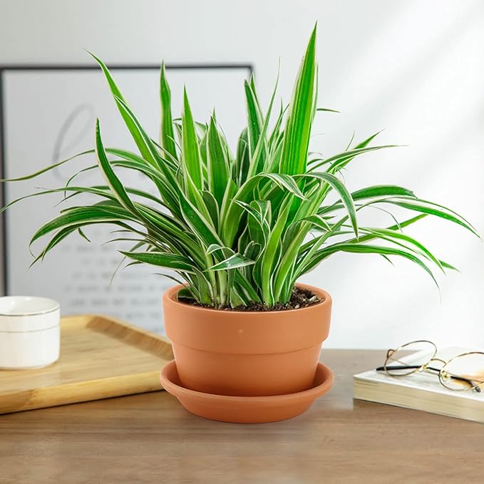 Suwimut 4 Pack Terracotta Pots with Saucer, 6 Inch Large Terra Cotta Plant Pot with Drainage Hole, Clay Flower Planter Pot with Tray for Indoor Outdoor Plant