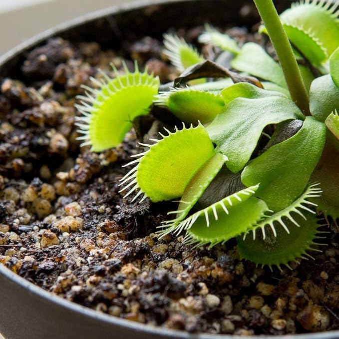 Perfect Plants Carnivorous Plant Soil | Organic Premium Mix | Use with Venus Fly Traps, Pitcher Plants, or Other Carnivorous Plants (1 qt.)
