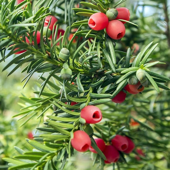 Perfect Plants Spreading Yew Cephalotaxus Live Plant, 1 Gallon, Includes Care Guide