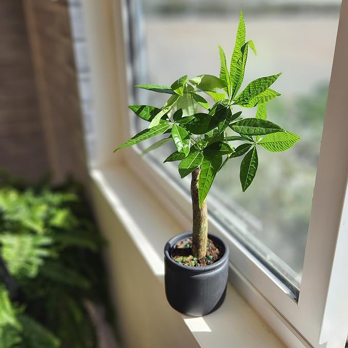 Live Money Tree Plant, Pachira Aquatica Money Tree, Feng Shui Money Tree Pachira Aquatica Plant, Pachira Plant Bonsai Tree in Planter Pot With Soil, Plants for Pets, 2.5-inch pot