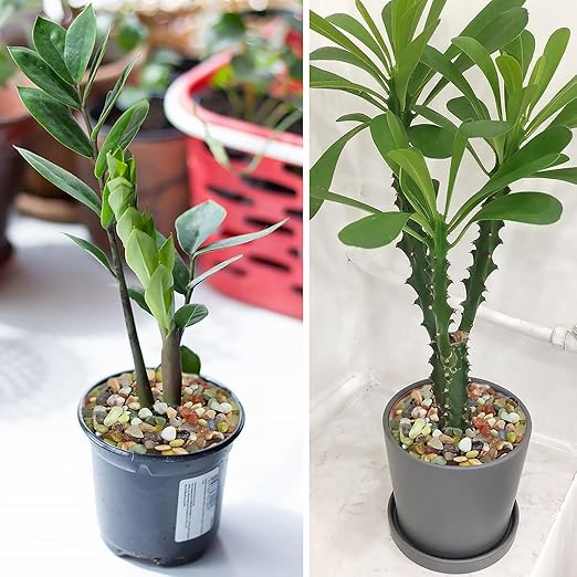 10LB Colorful Pebbles for Succulent, 3/8 Inch Natural River Rocks for Plants, Natural Decorative Polished Pebbles for Cactus,Vases, Planters,Outdoor Gardening and Indoor Plants