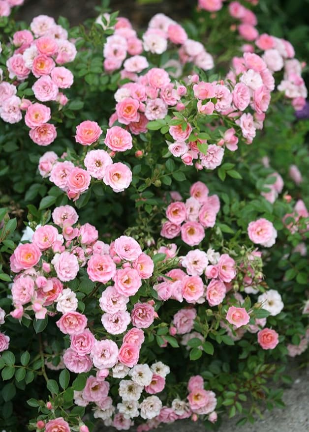 Pink Miniature Rose Seeds Climbing Rose Flower Seeds 100 Seeds