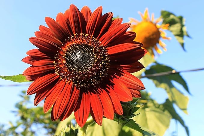 Set of Flower Seed Packets! Flower Seeds in Bulk - Great for Creating The Garden of Your Dreams! (200, Velvet Queen Sunflower)