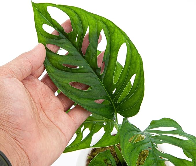 Premium Monstera Acuminata Potting Mix - Retains Moisture and Promotes Healthy Root Growth by Gardenera - 5 Quart