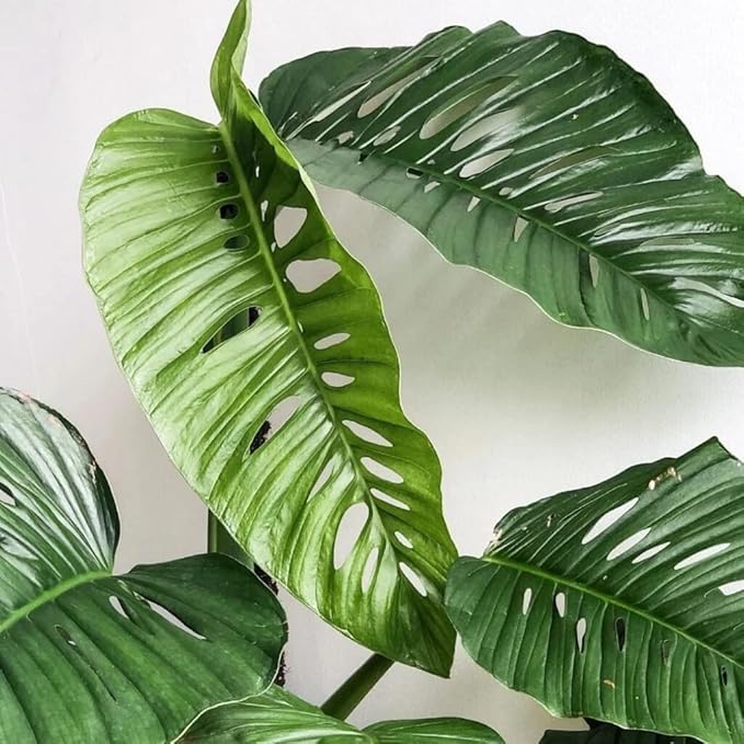 Monstera Lechleriana Schott Soil Blend - Designed to Meet The Unique Needs of Your Plant - 4 Quart