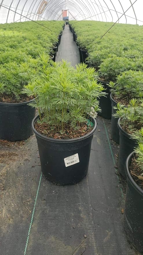 Coreopsis verticillata 'Zagreb' (Tickseed) Perennial, yellow flowers, 1 - Size Container