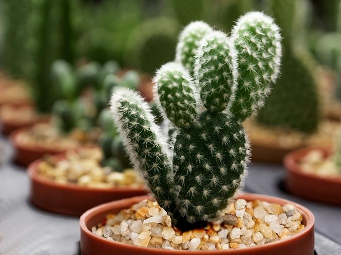 Coarse Golden Sand Stones, Boniosz 2.4lb Succulent and Cactus Bonsai Rocks Small Decorative Pebbles for Terrariums, Fairy Gardening, Top Dressing, and Houseplants