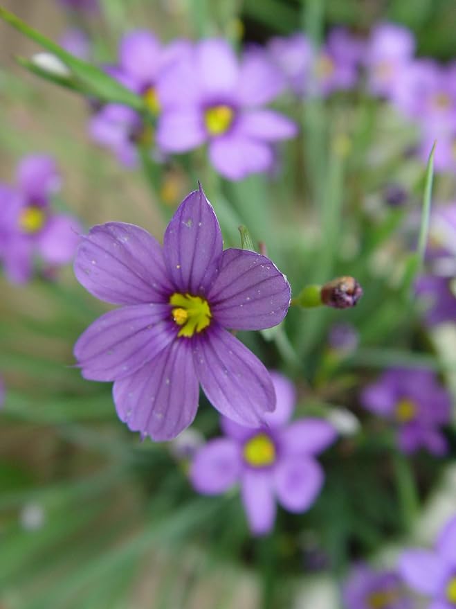 American Beauties Native Plants Sisyrinchium angust. 'Lucerne' (Blue-Eyed Grass) Perennial, 1-Size Container, Purple Flowers