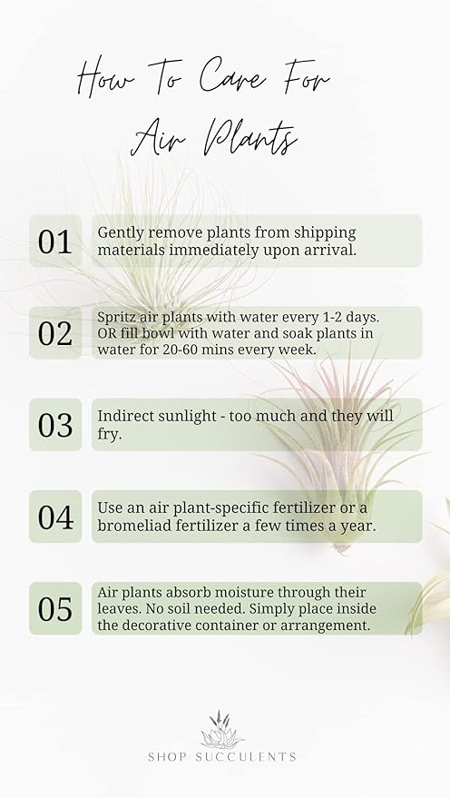 Shop Succulents | Assorted Collection | Variety of Species, Tropical House Plant for Home Décor, DIY Terrariums, 6-Pack