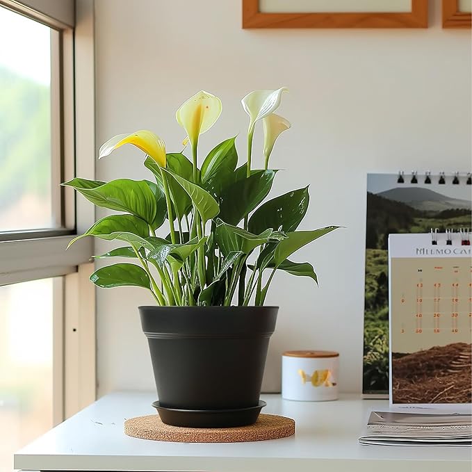 T4U 7.5 Inch Plant Pots 12-Pack - Small Plastic Planter with Drainage Hole and Saucer, Decorative Nursery Pot Bulk for African Violet, Snake Plant, Succulent and All House Plants Indoor (Black)