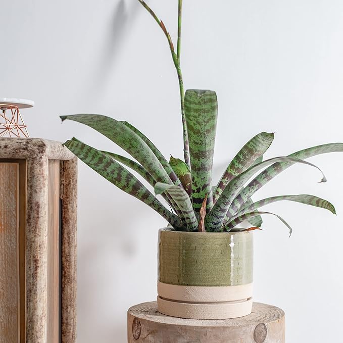 8 Inch Pots for Plants, Ceramic Planter Pot with Drainage Hole & Saucer, Indoor/Outdoor Cylinder Round Planter Pot, Green & Beige