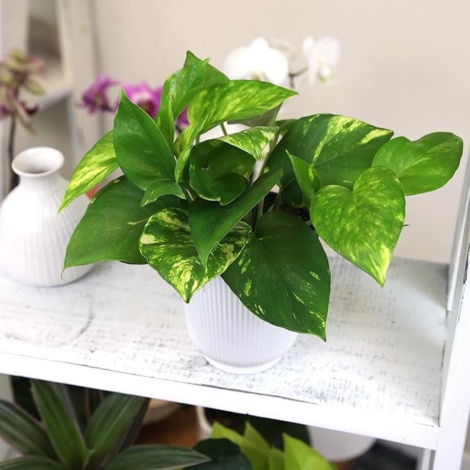 Golden Pothos Plant Live House Plant Live Plants, Trailing Plants Live Houseplants, Golden Pothos Live Plant Houseplant, Live Pothos Devils Ivy Live Plant Money Plant Indoor Plants by Plants for Pets