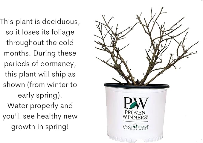 Miss Molly Buddleia 2 Gal, Pink and Red Blooms