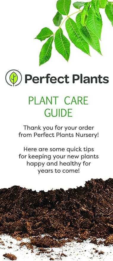 PERFECT PLANTS Tea Olive Live Plant, 1 gallon, Green