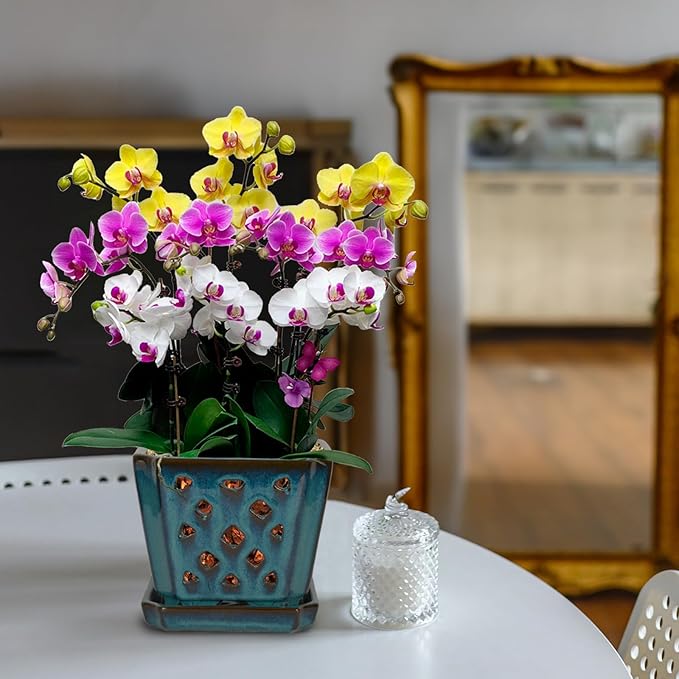 W&W Orchid Pot with Holes and Saucer for Repotting and Better Grow, Teal, 7 Inches