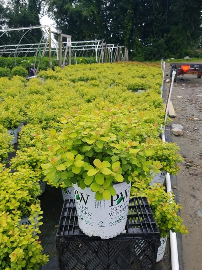 Proven Winners - Spiraea betulifolia Glow Girl (Birchleaf Spirea) Shrub, gold foliage with pink flowers, #2 - Size Container