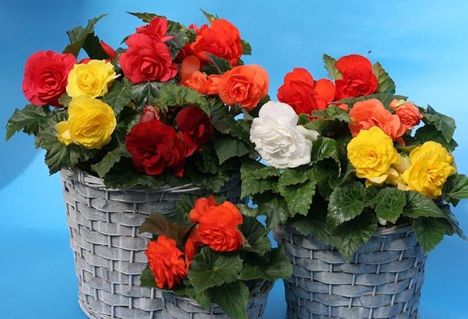 Seeds Wax Begonia Mix Large Flower Indoor Perennial Flowers for Planting