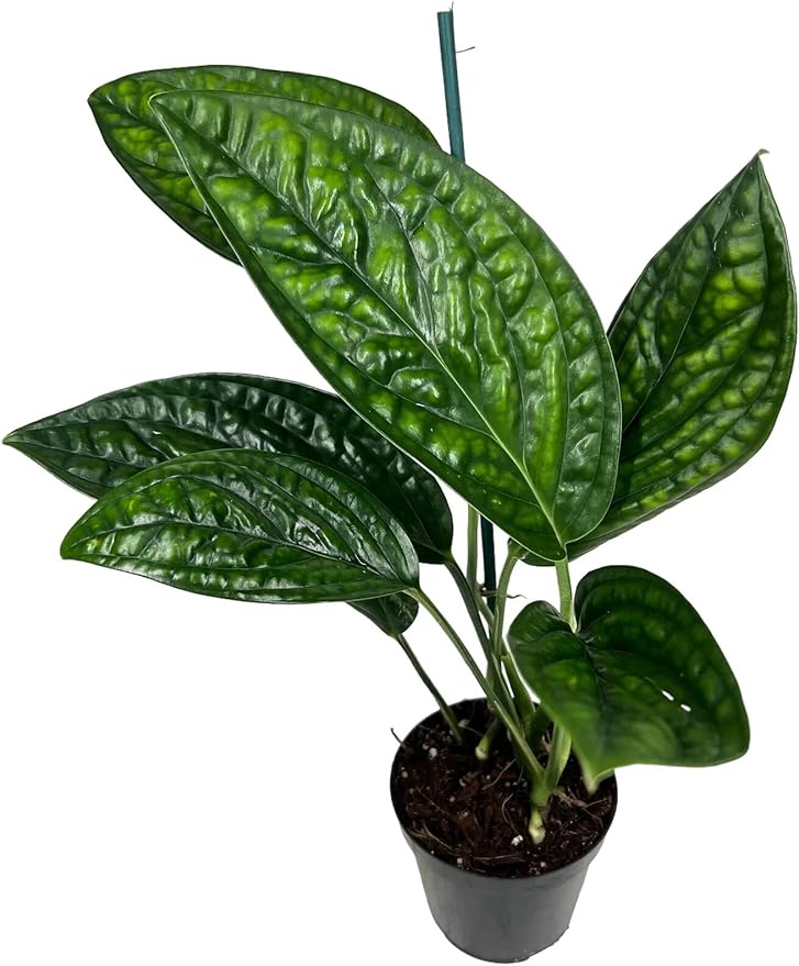Monstera Karstenianum Potting Mix - Retains Moisture and Enhances Root Development - 10 Quart (2 Bags of 5 Quart)