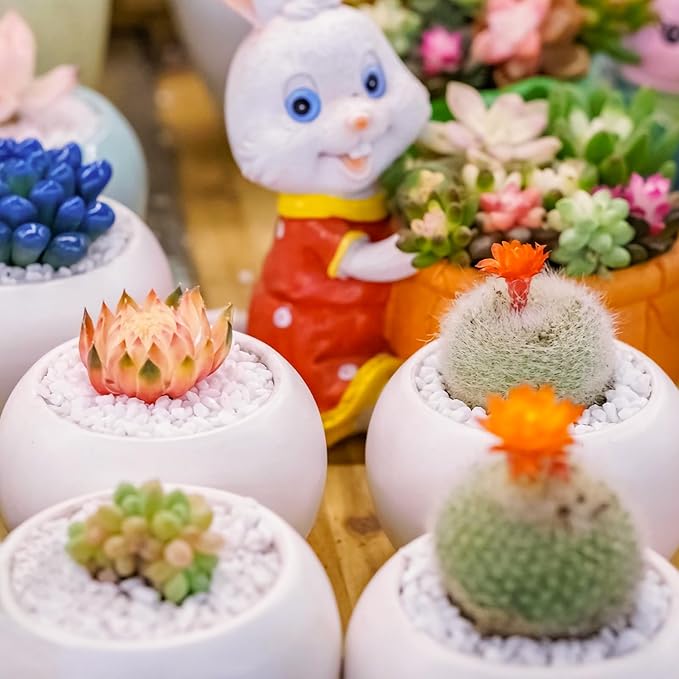 Halatool 20QT Perlite for Plants 3-6 mm Horticultural Organic Perlite Bulk for Gardening Natural Potting Soil Mix Additive for Indoor & Outdoor Planting