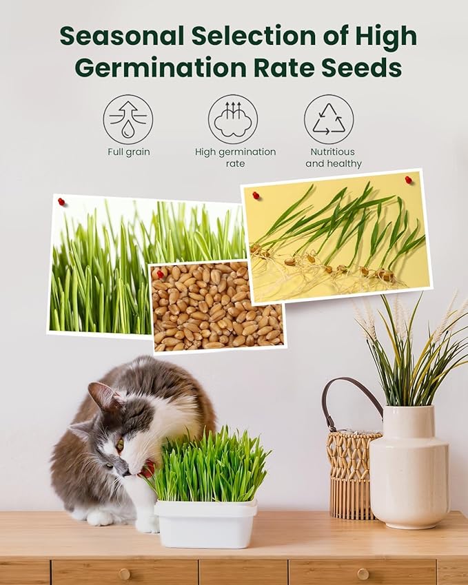 1 Pound Non-GMO Organic Wheat Cat Grass Seeds - Individual Packets for Easy Planting and Storage - Heirloom Oat Barley Blend for Indoor Cats