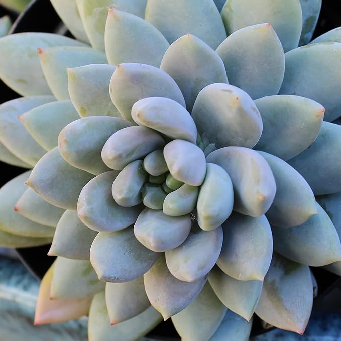 Altman Plants, Live Succulent Plants (20 Pack) Assorted Potted Succulents Plants Live House Plants in Cacti and Succulent Soil Mix, Cactus Plants Live Indoor Plants Live Houseplants in Planter Pots