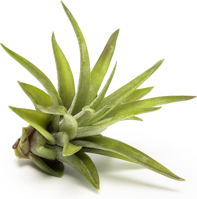 Altman Plants, 12 Air Plant Variety Pack - Small Tillandsia Terrarium Kit - Assorted Species of Live Tillandsia Tropical House Plants for Sale, 2 to 5 Inches Each - Air Plants for Indoor Home Decor