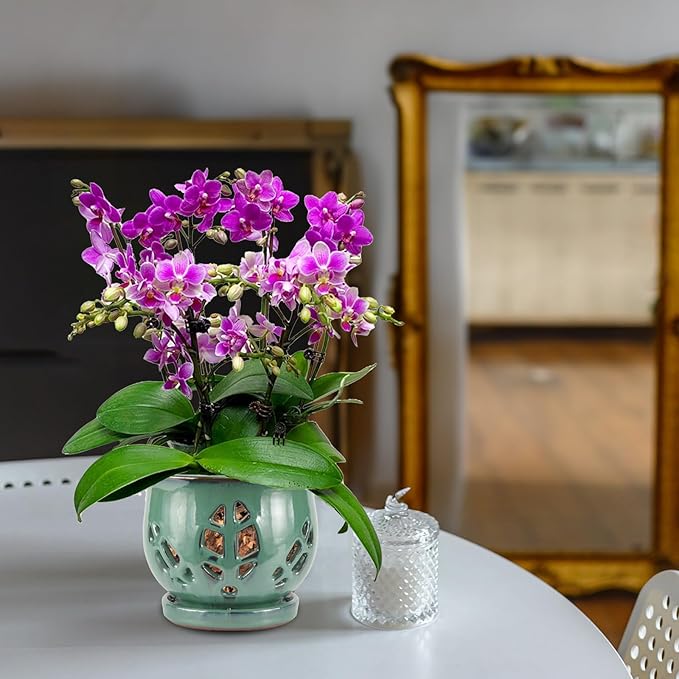 W&W Orchid Pot with Holes and Saucer for Repotting, Green, 6.5 Inches