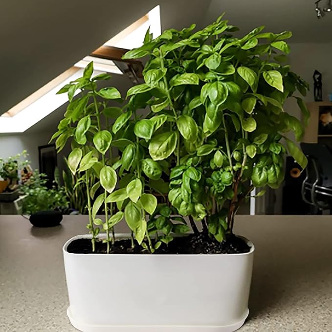 5 Set Window Herb Planter Box Rectangular,8.5x3.5 Inch White Plastic Planters with Multiple Drainage Holes and Trays,Indoor Succulent Cactus Mint Flower Pot for Windowsill,Garden Balcony