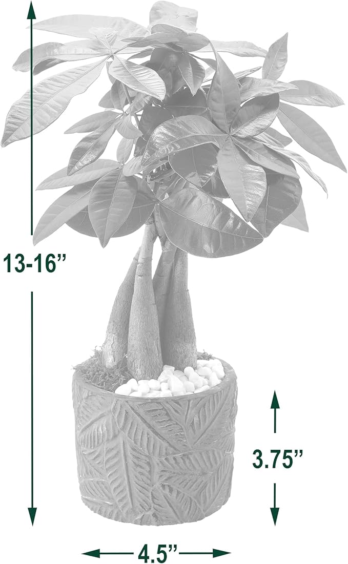 Arcadia Garden Products LV49 Money Tree, Live Indoor Plant in Tropico Leaf Ceramic Planter for Home, Work, or Gift, Blue