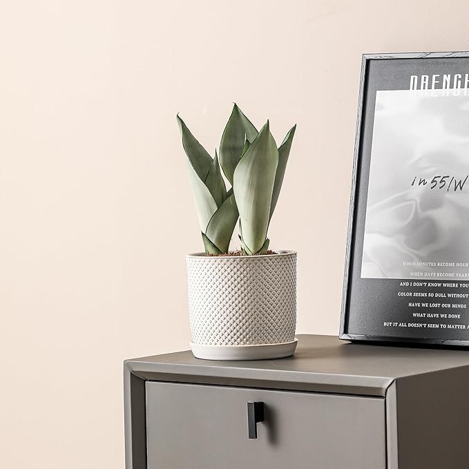 6 Inch Plant Pots: Ceramic Planter with Drainage Hole & Saucer - Flowerpot for Indoor & Outdoor Plants - Beaded Embossed Design White - with Separate Tray