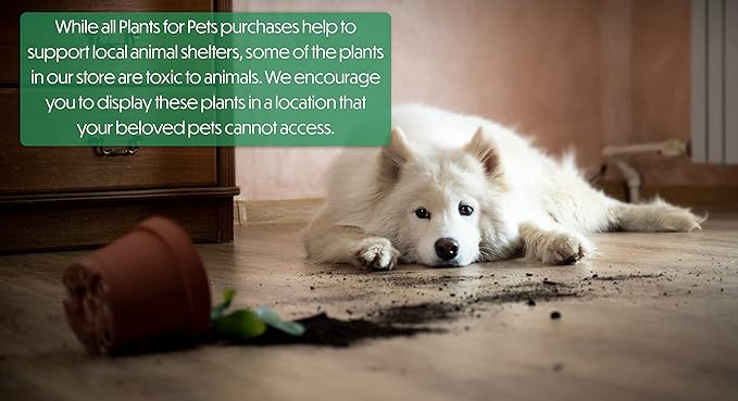 Aloe Vera Plant Live Succulent Plants, Live Aloe Plant in Clay Pot, Live Aloe Vera Plant Succulents, Aloe Plants Live Indoor Plants, Live Aloe Vera Plant Indoor House Plants by Plants for Pets