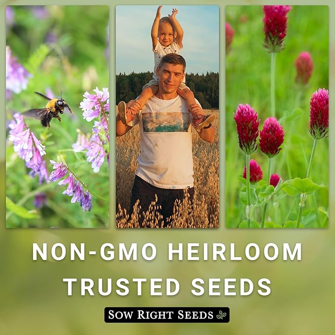 Sow Right Seeds - Annual Buckwheat Seed for Planting - Cover Crops to Plant in Your Home Vegetable Garden - Enriches Soil - Suppresses Weeds - Helps Erosion - Non-GMO Heirloom Seeds - Great Gift (1)