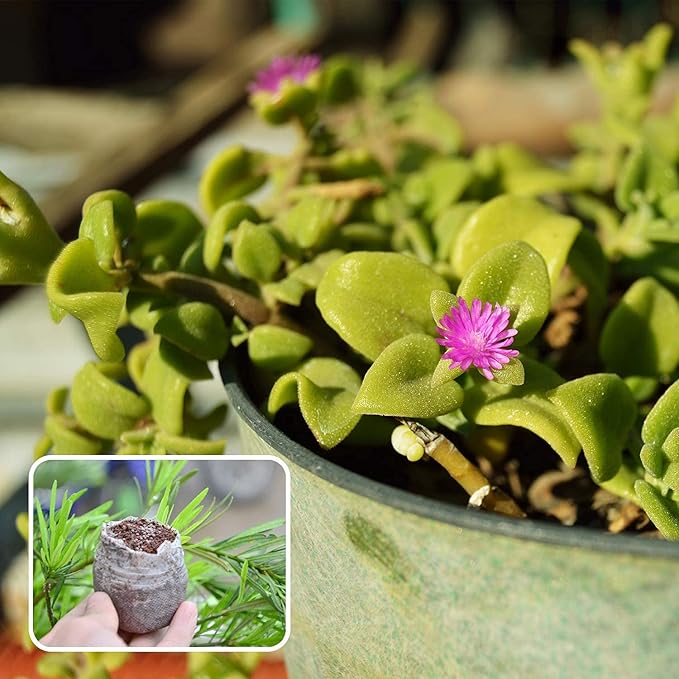 ZeeDix 50pcs 50mm Peat Pellets, Compressed Seed Starter Soil Peat Plugs Peat Pods Seed Starter Potting Soil Peat Moss Pellets Seed Pods for Planting Flowers Herbs and Vegetables