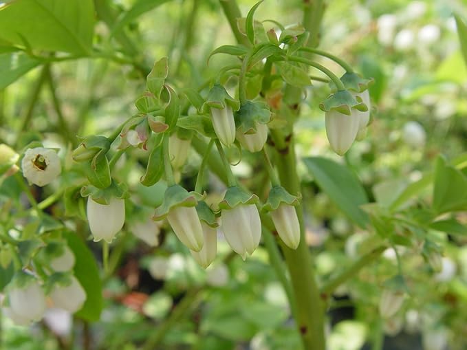 Vaccinium corymbosum 'Jersey' (HighBush Blueberry) Edible-Shrub, #2 - Size Container