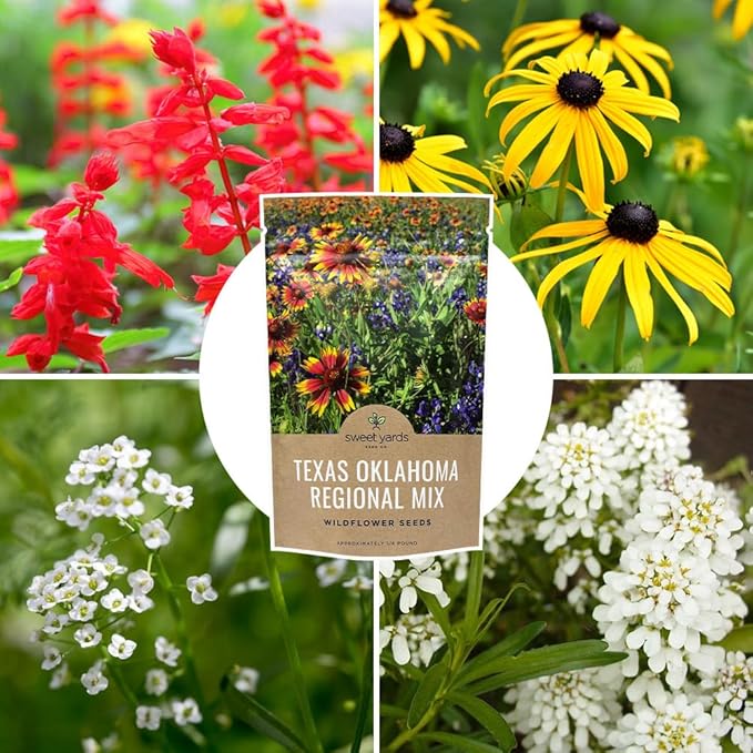 Texas Oklahoma Wildflower Seeds Mixture - Bulk 1/4 Pound Bag - Over 60,000 Native Seeds - Open Pollinated and Non GMO