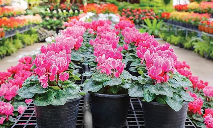 Premium Cyclamen Potting Soil Mix - Perfect Balance of Nutrients, Drainage, and Aeration for Thriving Blooms - 3 Quart