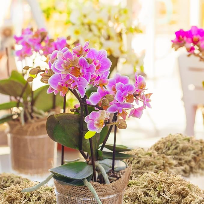 Legigo 14OZ Premium Sphagnum Moss for Plants- 16QT Natural Succulent Carnivorous Plant Moss Dried, Long Fiber Orchid Moss for Orchid Repotting Succulent Sarracenia Potted Plants Gardening and Reptiles