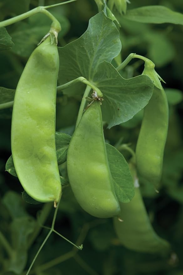Burpee Oregon Sugar Pod II Pea Seeds 900 seeds