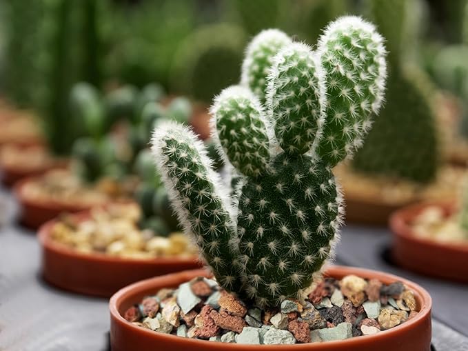 2.4lb Bonsai Succulent and Cactus Soil Boniosz Gritty Mix Rocks Faster Draining Optimized PH No Root Rot