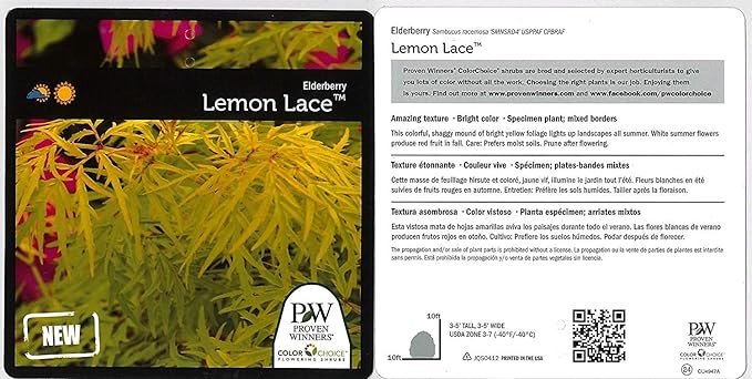 Proven Winners - Sambucus racemosa Lemony Lace (Elderberry) Shrub, , #3 - Size Container