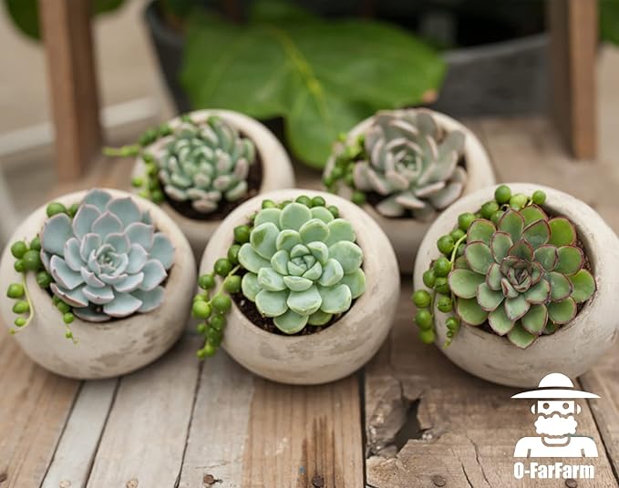 Succulent Soil Potting Mix 1.1 LBS, Optimized PH Fast Draining with Added Nutrients, Perfect for Small Succulent Pots