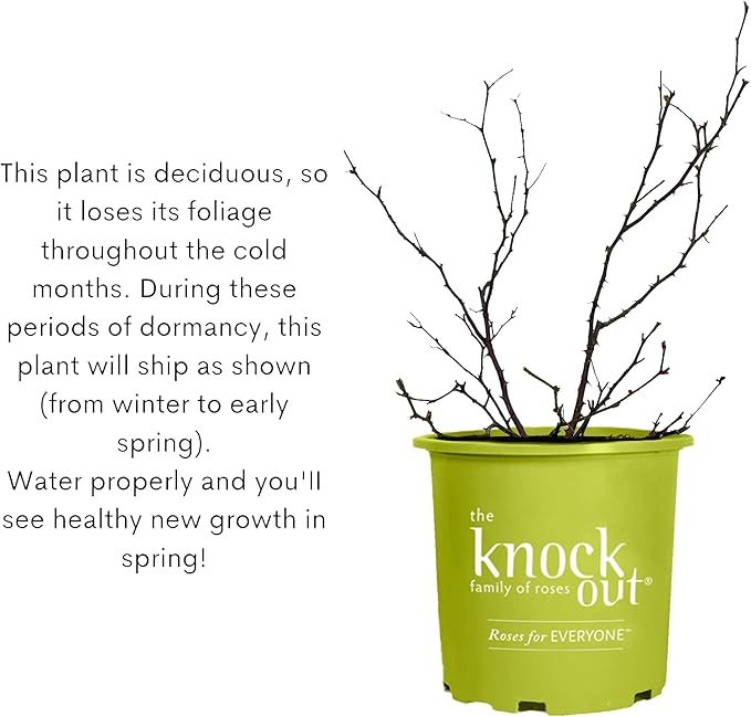 2 Gallon Knock Out Easy Bee-zy Rose Shrub