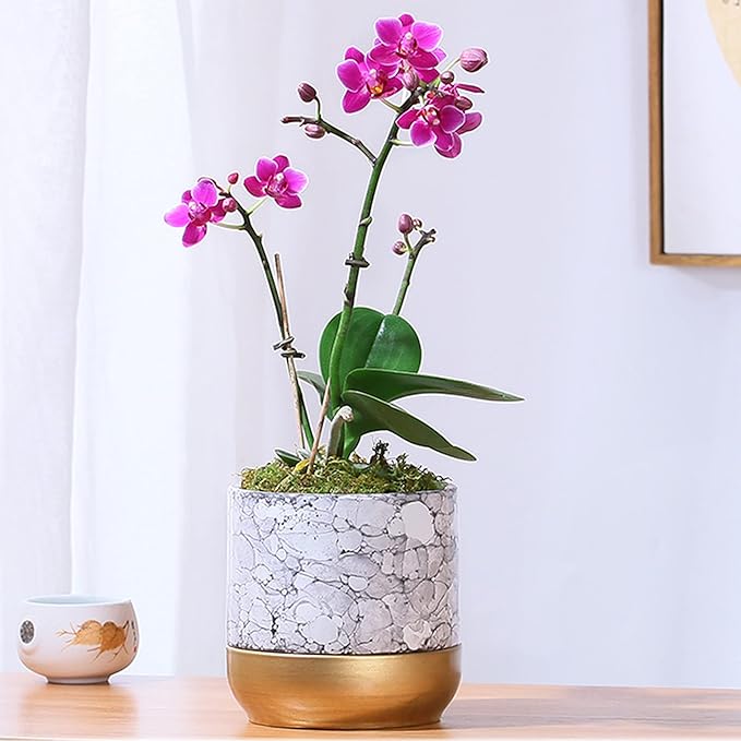 Sphagnum Moss 1.1lb Long Fiber Dried Forest Moss for Orchid Moss Potting Mix, Natural Plant Moss for Carnivorous Plants, Succulent, Reptile