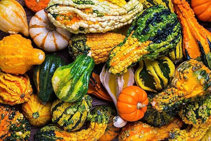 Decorative Pumpkin Seed Mix Ornamental Gourd Squash Mix 10 Non-GMO Seeds for Planting